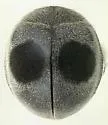 Globe-marked Lady Beetle - photo 3