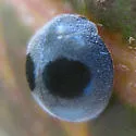 Globe-marked Lady Beetle - photo 4