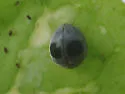 Globe-marked Lady Beetle - photo 5