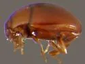 Bacanius (Gomyister) acuminatus - photo 2