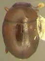 Bacanius globulinus
