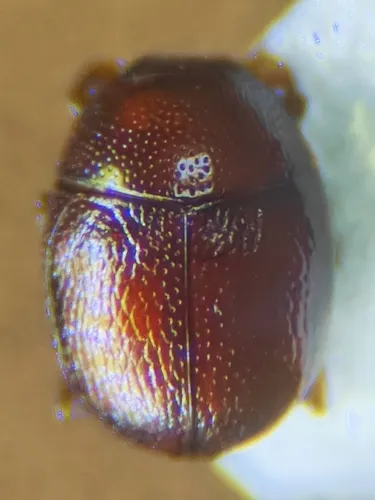 Bacanius punctiformis