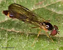 Baccha cognata