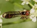 Baccha cognata - photo 3