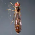 Baccha cognata - photo 4