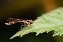 Baccha cognata - photo 5