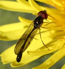 Baccha elongata - Baccha elongata