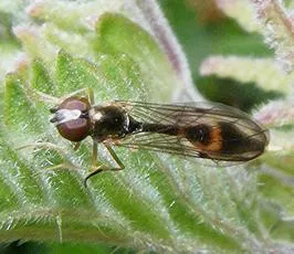Baccha elongata - photo 2