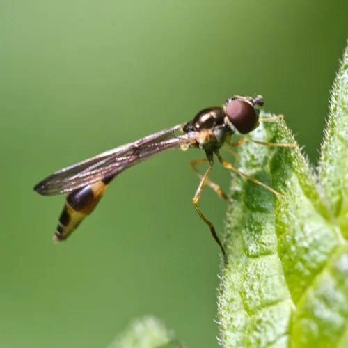Baccha elongata - photo 3