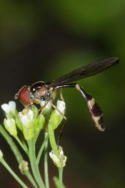 Baccha elongata - photo 4