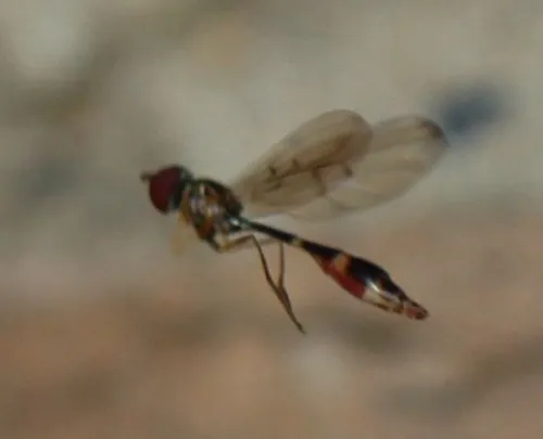 Baccha elongata - photo 5