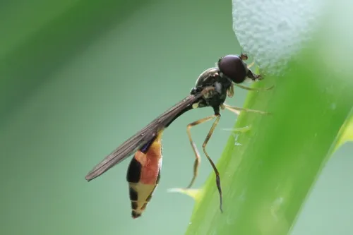 Baccha elongata - photo 6