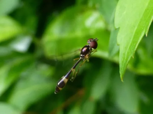 Baccha elongata - photo 7