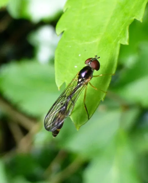 Baccha elongata - photo 8