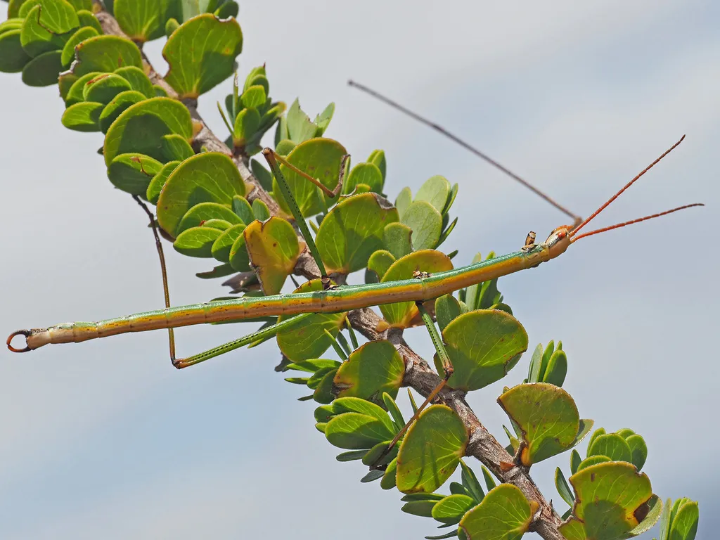 Bacillidae - photo 2