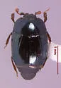 Baconia aeneomicans - photo 2