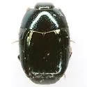 Baconia aeneomicans - photo 4