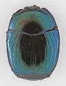 Baconia venusta