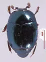Baconia venusta - photo 3