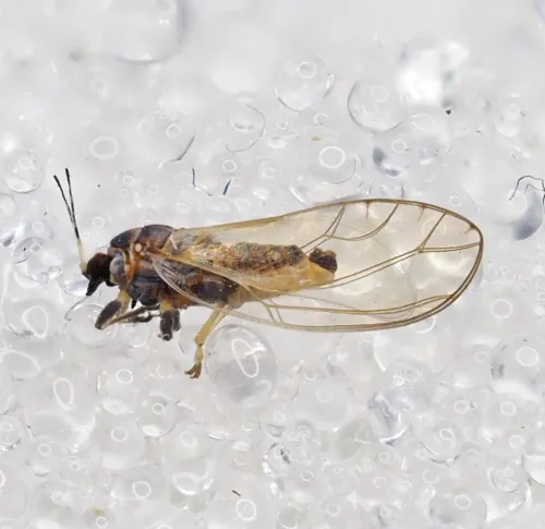 Bactericera albiventris