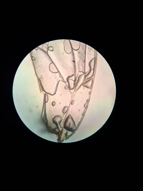 Bactericera albiventris - photo 2