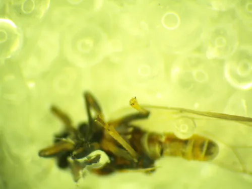 Bactericera albiventris - photo 3