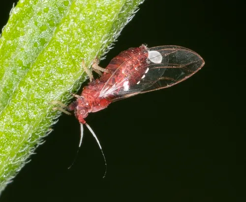 Bactericera antennata