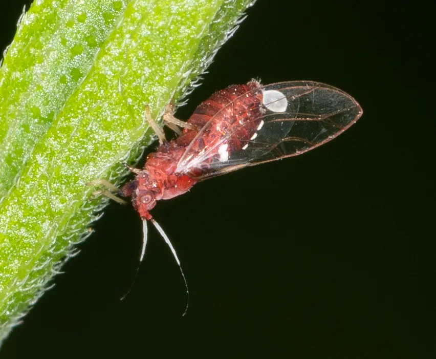 Bactericera antennata - photo 3