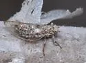 Bactericera arbolensis