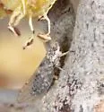 Bactericera arbolensis - photo 2