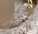 Bactericera arbolensis - photo 3