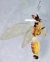Bactericera athenae