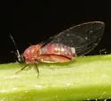 Bactericera californica