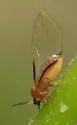 Bactericera californica - photo 2