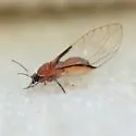 Bactericera californica - photo 3