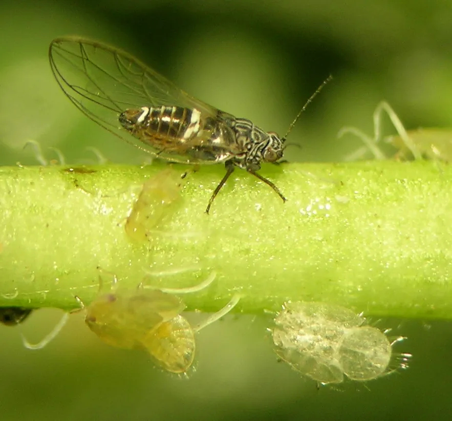 Potato Psyllid