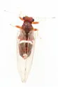 Bactericera dorsalis