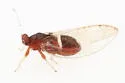 Bactericera dorsalis - photo 3