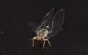 Bactericera dorsalis - photo 4