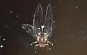 Bactericera dorsalis - photo 5