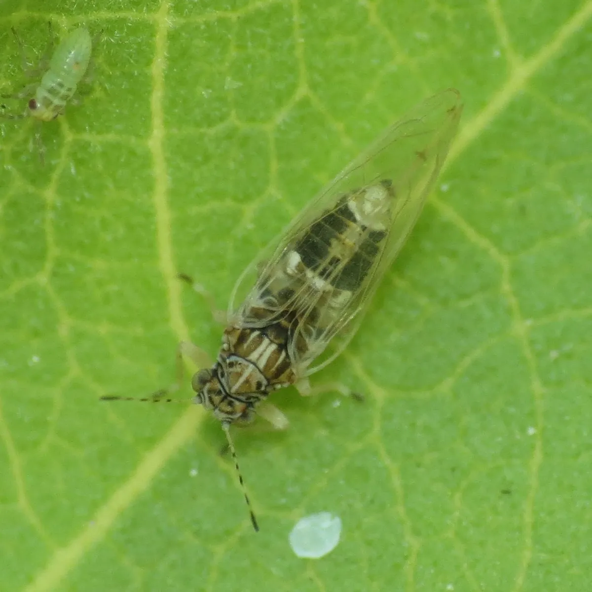 Bactericera lavaterae - photo 3