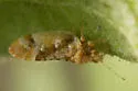 Bactericera lobata