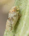 Bactericera lobata - photo 2