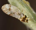 Bactericera lobata - photo 3