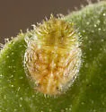 Bactericera lobata - photo 4