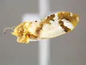 Bactericera lobata - photo 5