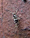 Bactericera maculipennis