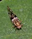 Bactericera maculipennis - photo 4