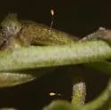 Bactericera maculipennis - photo 5