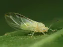 Bactericera minuta